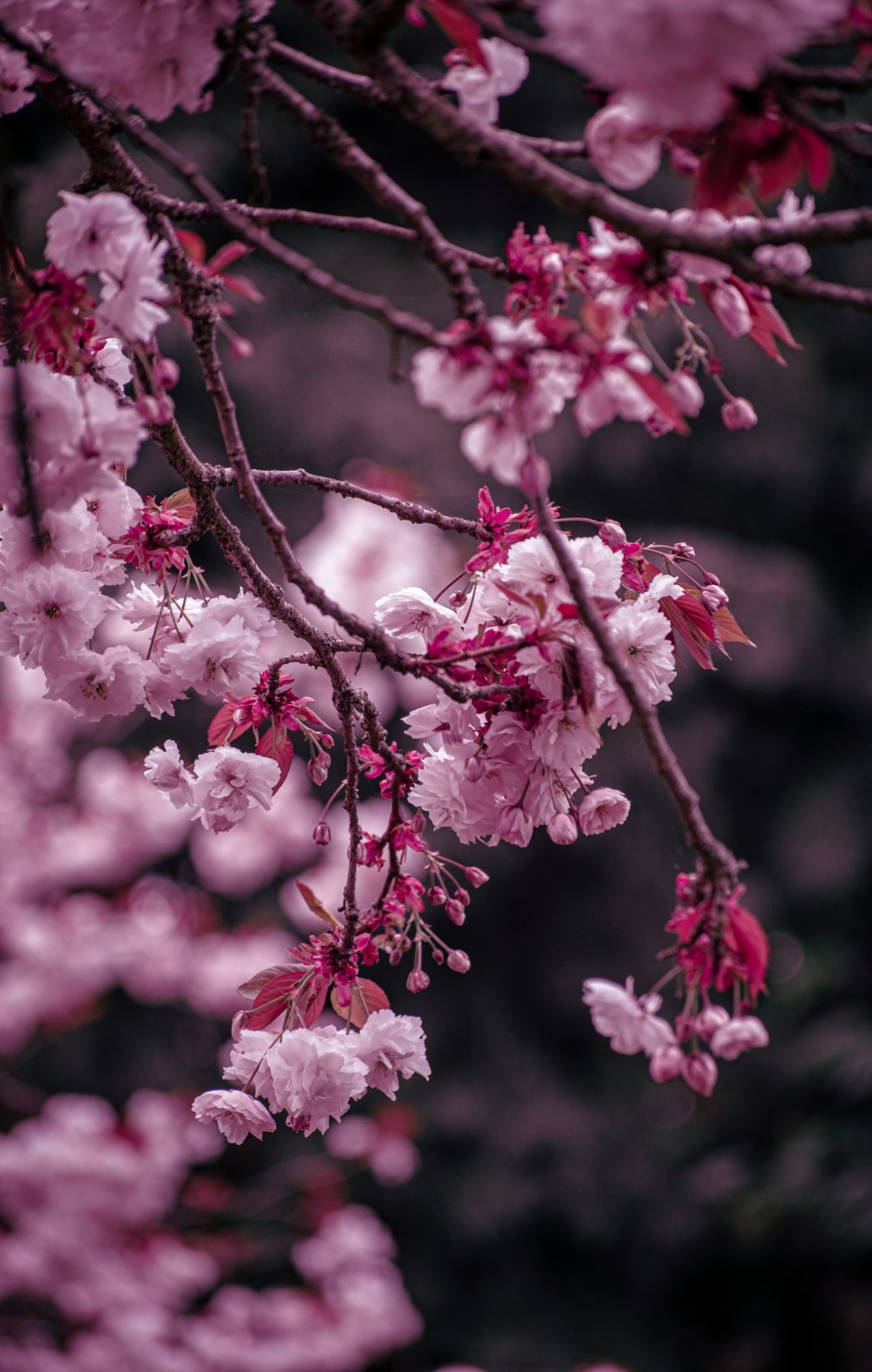 Pink cherry blossoms in soft focus.
